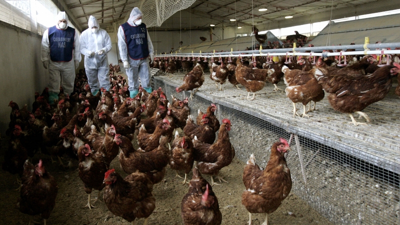 На западе Японии обнаружили новый очаг птичьего гриппа