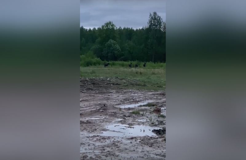 Петербуржцы заметили лосей рядом с Муринской дорогой
