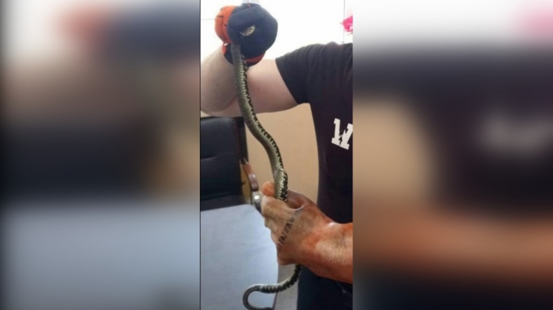 Жители Петербурга обнаружили вторую за сутки змею у жилого дома