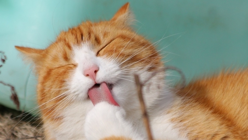 Аналитики назвали самую популярную у петербуржцев породу кошек