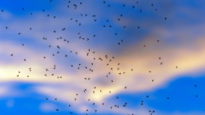 Энтомологи рассказали, когда комары покинут Петербург и его окрестности