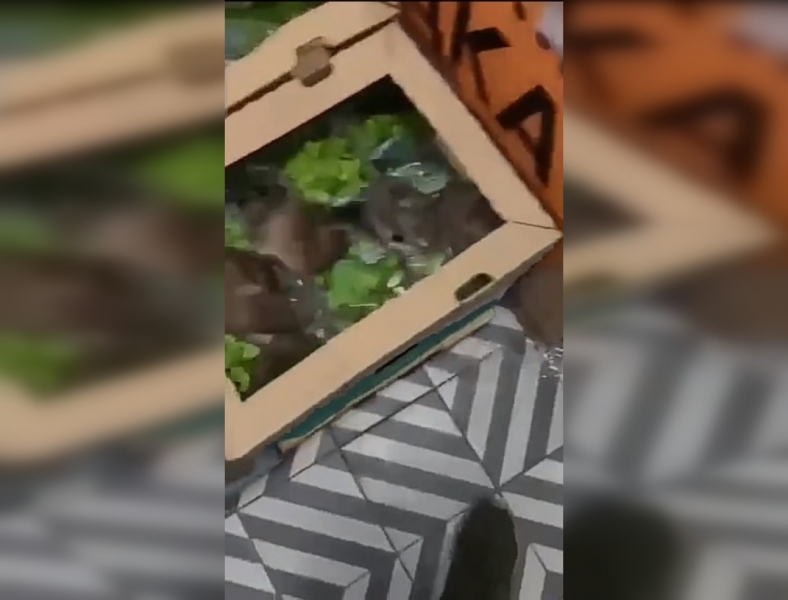 Петербуржец обнаружил в продуктовом магазине коробку с крысами 