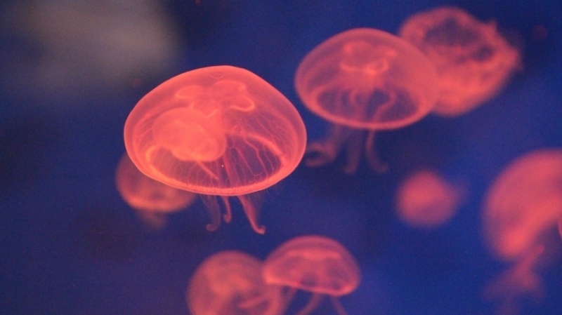 Туристы в Крыму чуть не утонули из-за морской медузы 