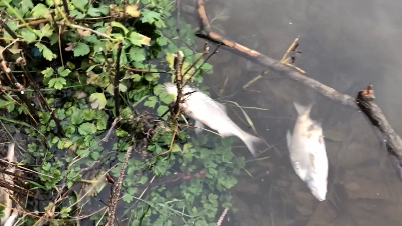Новгородские чиновники проверят, почему погибла рыба в реке Холове