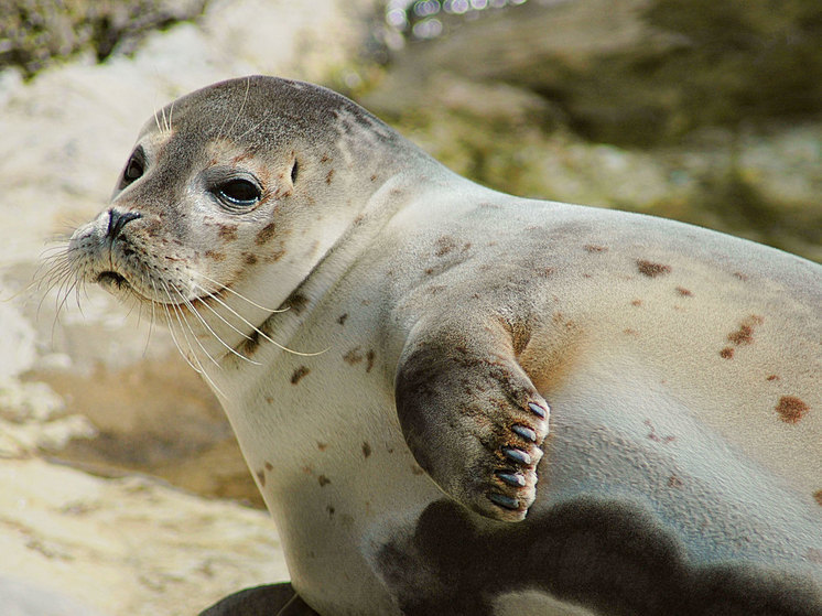 Обезглавливающий тюленей убийца выявлен учеными