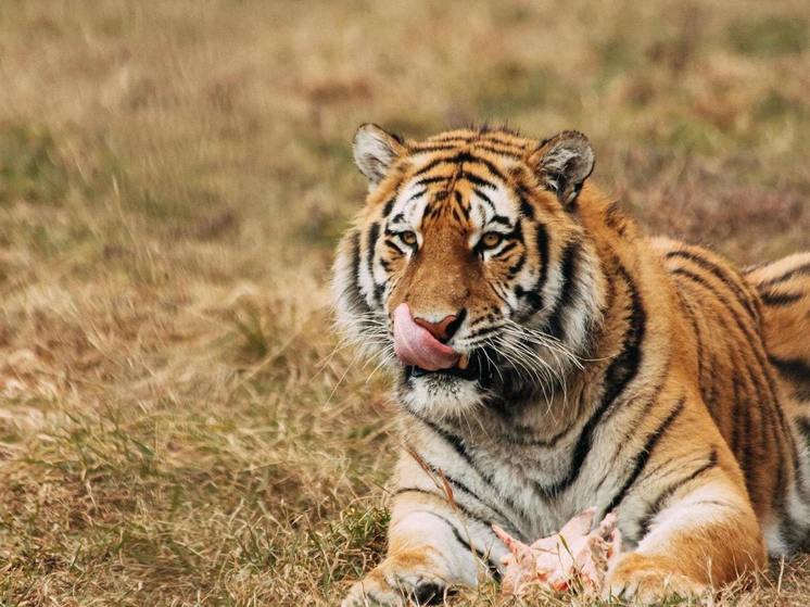 Тигрица, которую нашли на трассе в Хабаровском крае, умерла.