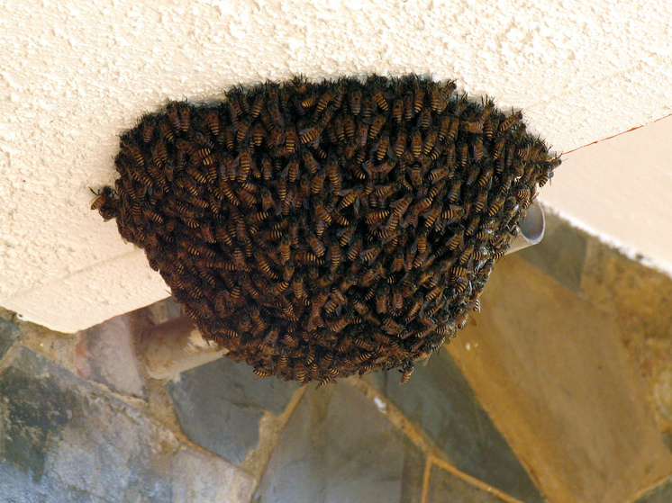 Сегодня надо передать привет пчелам