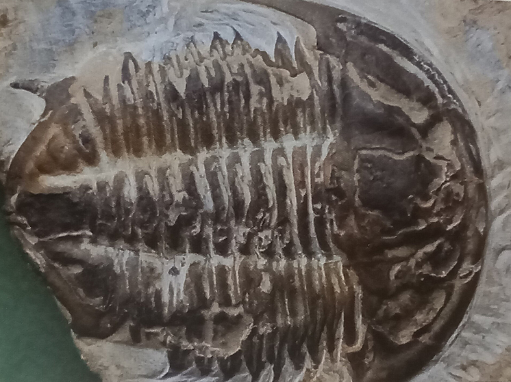 Найденное в пепле доисторическое существо получило подходящее имя