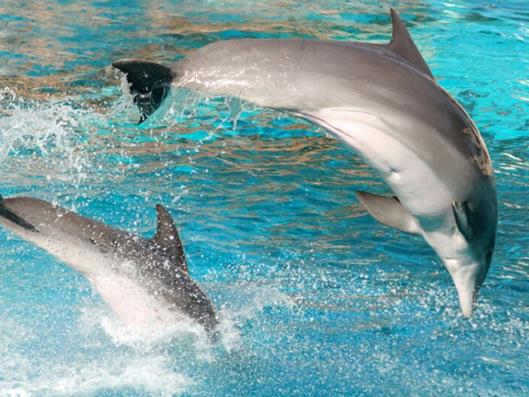 Принят ГОСТ по оценке готовности к работе дельфинов-лекарей
