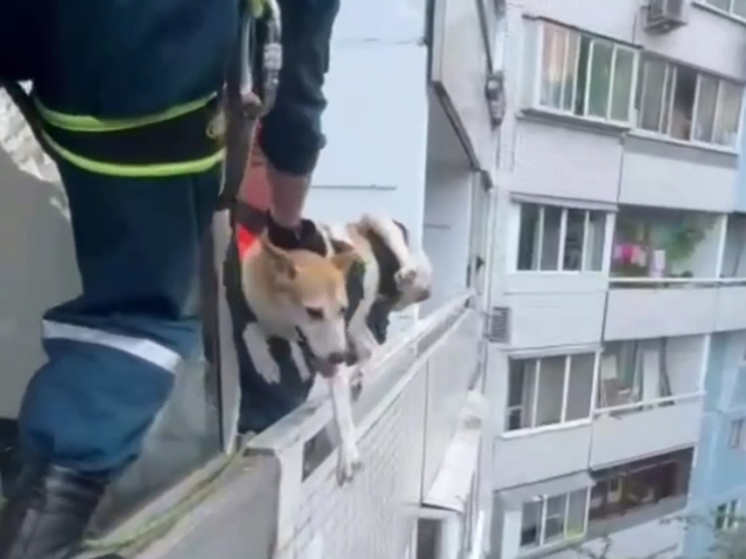 Необычная операция спасателей: достали с балкона запертого пса