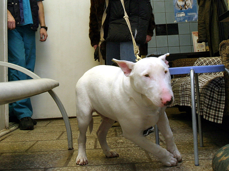 Украшение, моток проводов, заглушка: что достают из желудков собак и кошек