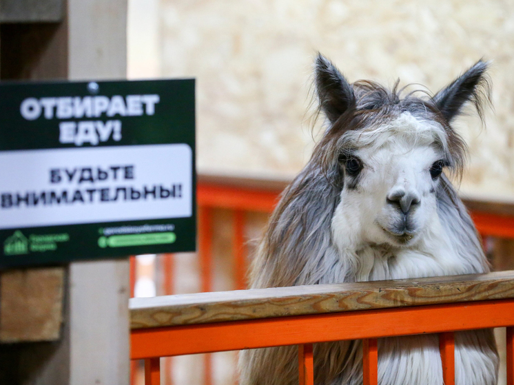 В "Лосином Острове" поселятся коренные жители Америки – альпаки, ламы и муфлоны