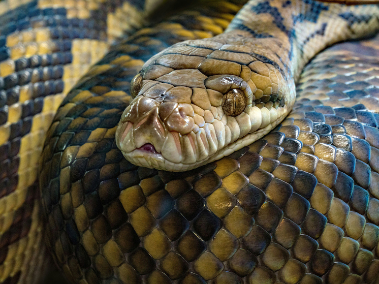 &laquo;Встречать Змею в новогоднюю ночь рановато&raquo;: эзотерик объяснила, что делать в &laquo;хвост года&raquo;