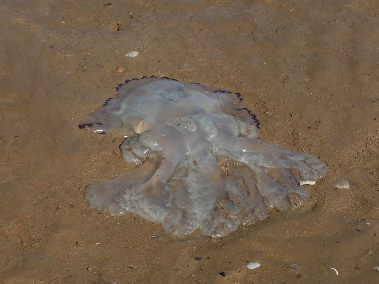 «Безопасные» медузы ужалили российских туристов в Египте