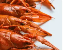 Раки на столе: секреты вкусного приготовления