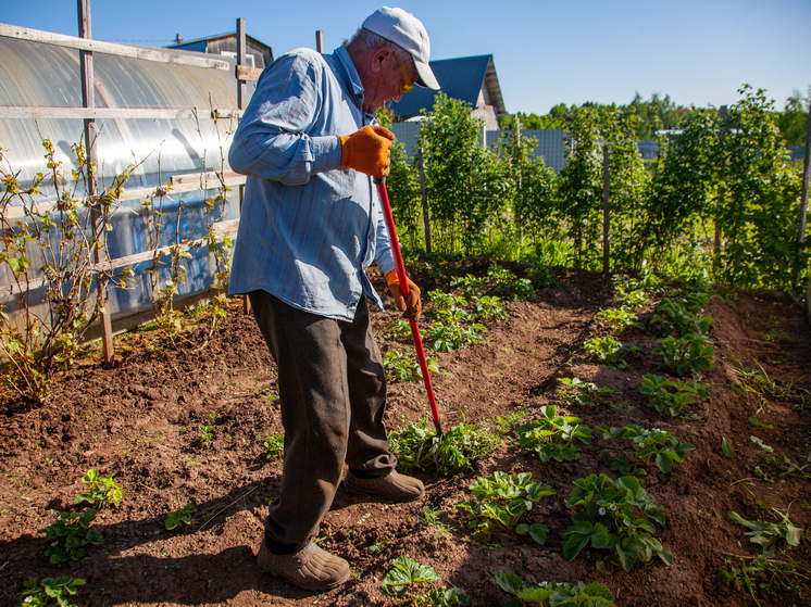 Как бороться с грызунами и птицами, чтобы спасти урожай