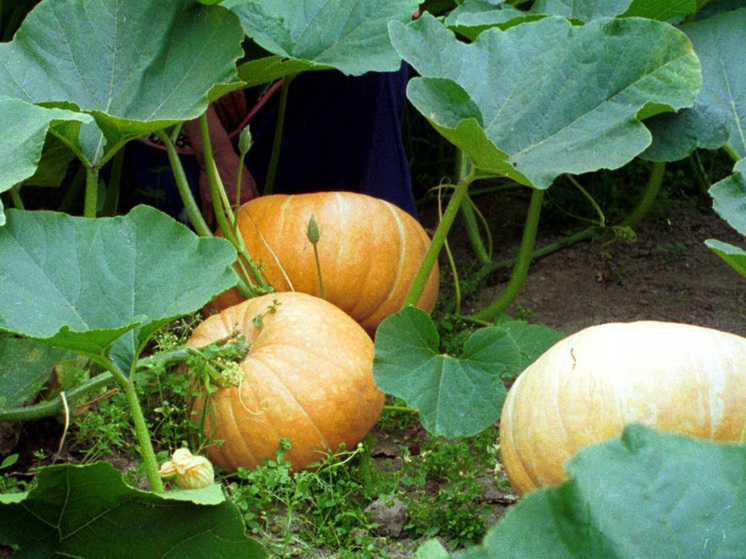 Самое полезное с огорода: топ-5 лучших подручных рецептов осени