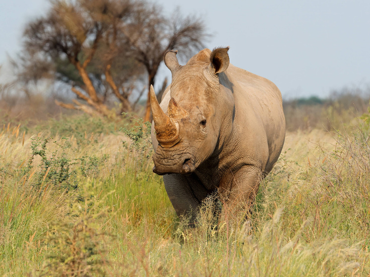 Ученые в тревоге: носорогам предсказали исчезновение при определённых условиях