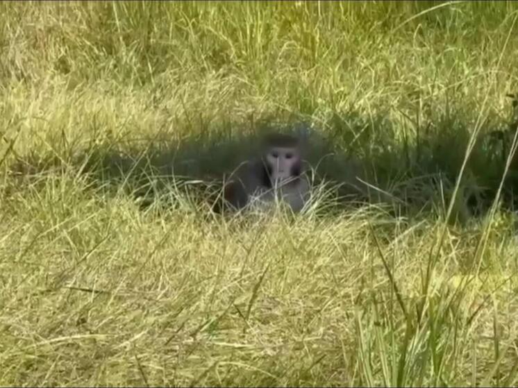 Зараженнная вирусами лабораторная “агрессивная” обезьяна оказалась на свободе