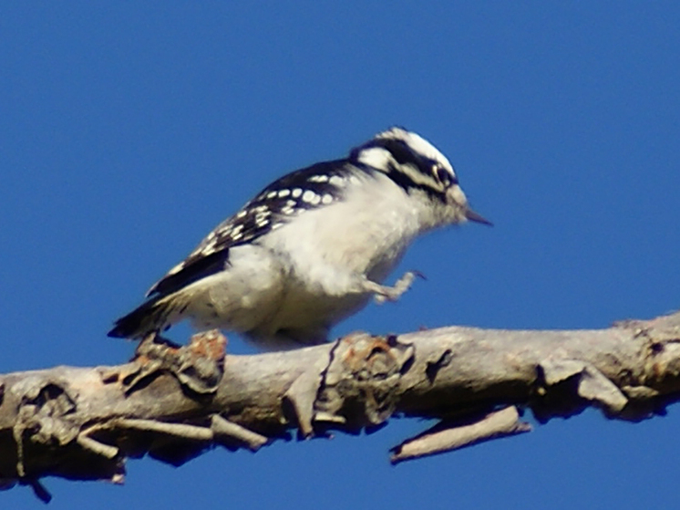 Пушистых дятлов назвали живыми перфораторами: хрюкают для сверления деревьев