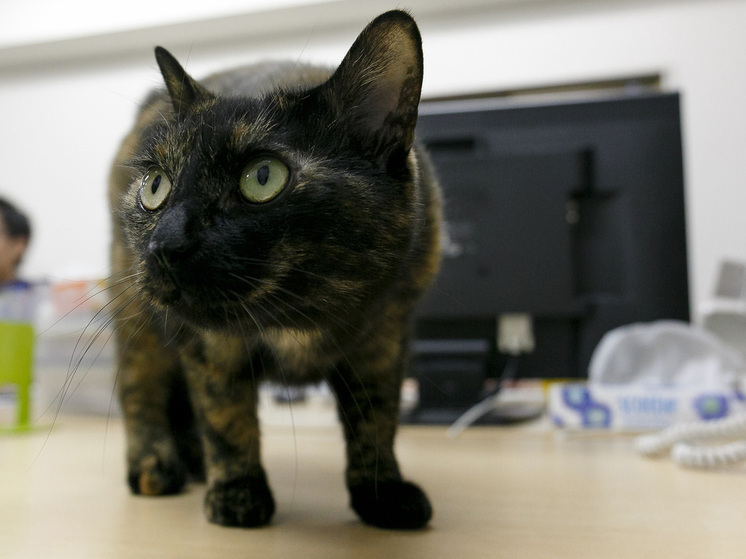 &laquo;Запах страха&raquo;: гнев и истерики хозяев доводят кошек и собак до инфарктов